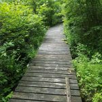 Wildlands Conservancy - Get Out! for Wellness: Bear Swamp Boardwalk and Minsi Lake