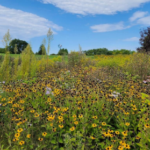 Meadows 101: Converting Turf Grass to Wildflowers