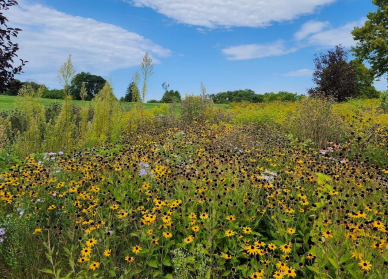 Meadows 101: Converting Turf Grass to Wildflowers